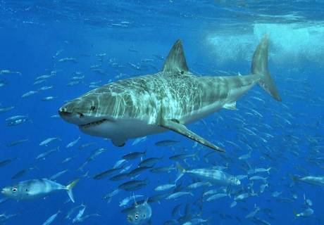 Attaque de requin contre un humain dans la baie d’Ashdod en Israël
