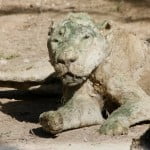 Une panthère momifiée morte de faim.