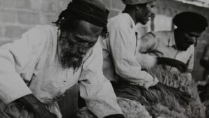 Tonte des moutons (Photo: Jacques Rohm)