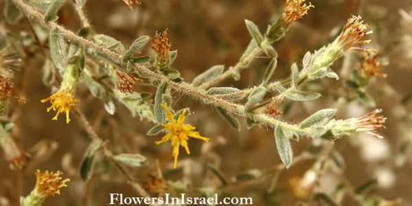 Chiliadenus_iphionoides Le buisson israélien qui soigne le diabete une révolution médicale