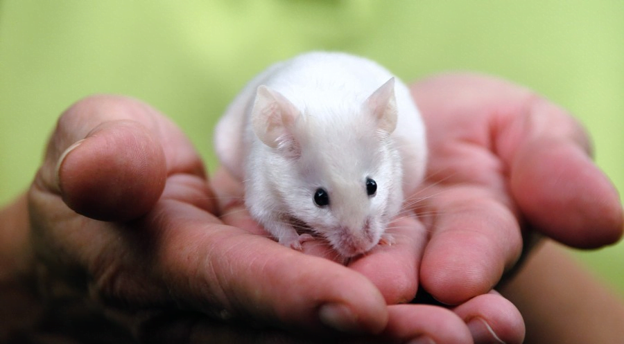 Des souris détectrices de drogues remplaçant des chiens dans les aéroports : cela pourrait être pour bientôt !
