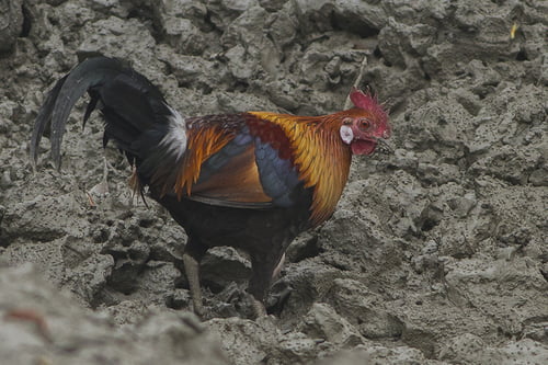 Des poulets déjà commercialisés à l’époque hellénistique en Israël