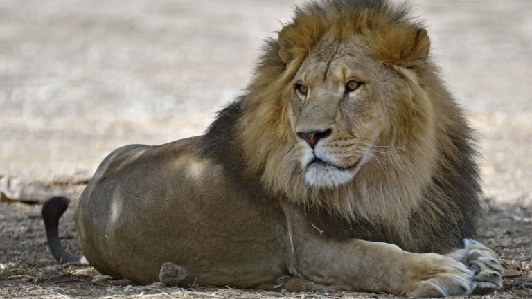Des vétérinaires israéliens sauvent le lion Samuni