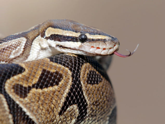 Israël : 5 personnes blessées par des morsures de serpent en un mois