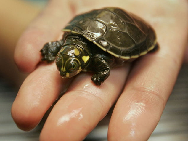 Des tortues de mer s’installent sur la plage du Hilton à Tel-Aviv