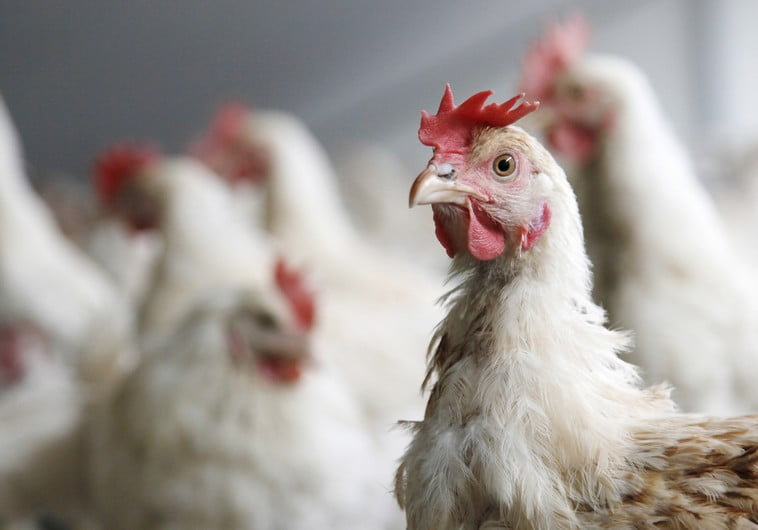 Israël va importer des oeufs d'Ukraine