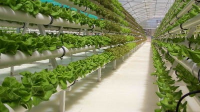 Un potager bio révolutionnaire sur un toit au cœur de Tel-Aviv