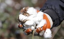 Le coton made in Daesh pourrait se retrouver dans nos vêtements