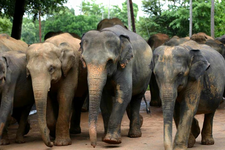 Le zoo de Jérusalem remet un chèque à la Thaïlande pour un hôpital pour éléphants