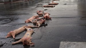 Choc à Rishon leZion : des carcasses de porc dans les rues