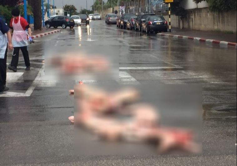 Choc à Rishon leZion : des carcasses de porc dans les rues