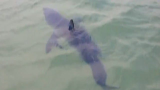 Les dents de la mer en Israël ? Un requin à Herzliya