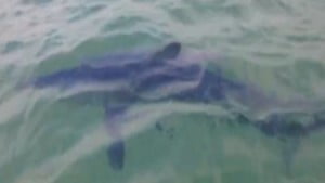 Les dents de la mer en Israël ? Un requin à Herzliya