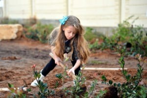 Tou Bichvat : le KKL plante 500 000 arbres