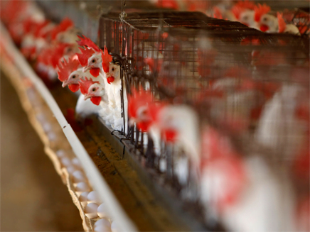 Israël : Vers une épidémie de salmonellose?