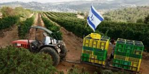 LeChaim ! Les exportations de vins israéliens en hausse de 6% 