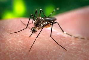 Le virus Zika détecté en Israël