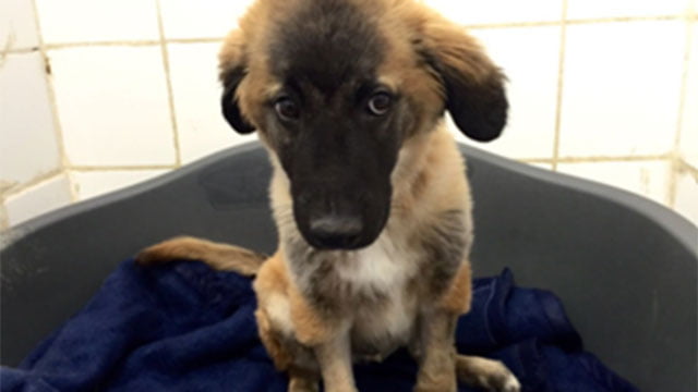 Les chiens du Président : Adoptez en un le 4 avril