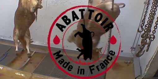 Ordonnance d'une l'inspection des abattoirs de France d'ici un mois