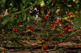 Un agriculteur vous invite à la cueillette gratuite de tomates