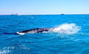 Une baleine au large des côtes israéliennes