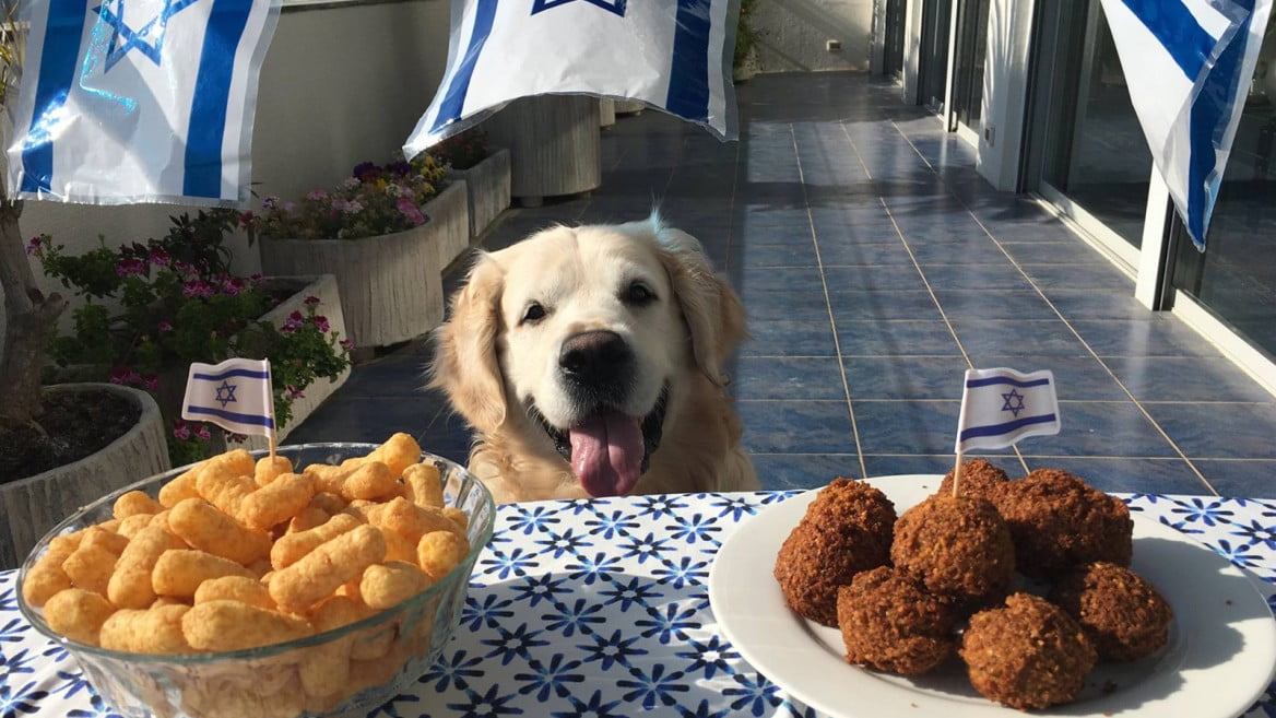 Israël : Thomas, le chien aux selfies culinaires