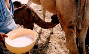 Crise sanitaire en Israël : Après la salmonella, de la brucellose dans du lait de chamelle