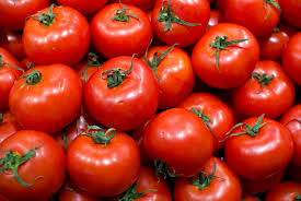 Le lobby des agriculteurs invoque des bactéries pour s'opposer à l'importation de tomates