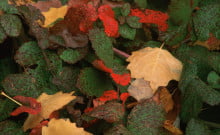 8 raisons d’aimer Israël en automne