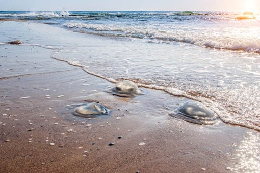 meduses sur la plage de bat yam 
