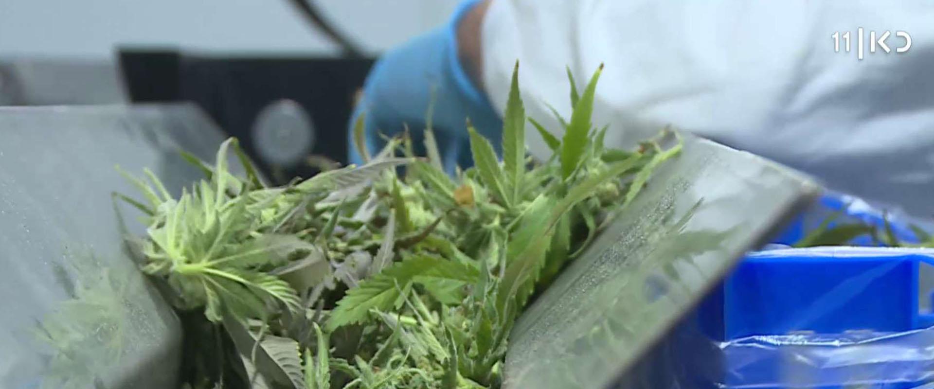 En Israël l'usage du cannabis dans un domaine non public autorisé