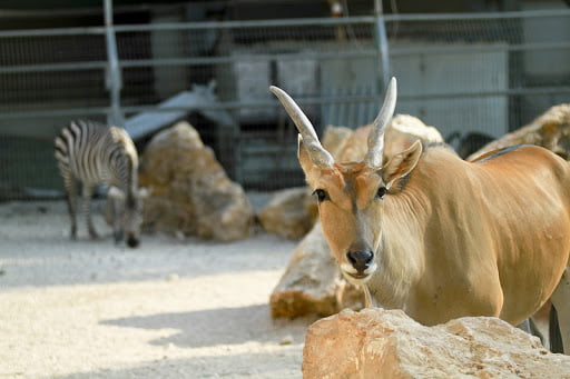 e petit zoo de Qalqilya en Judée-Samarie
