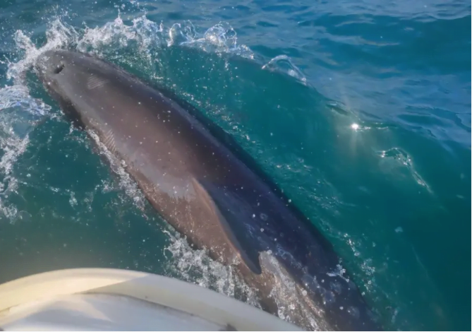 dauphins en israel haifa