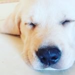 Simba 