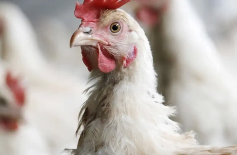 pénurie de poulet durant les fêtes juives en israel