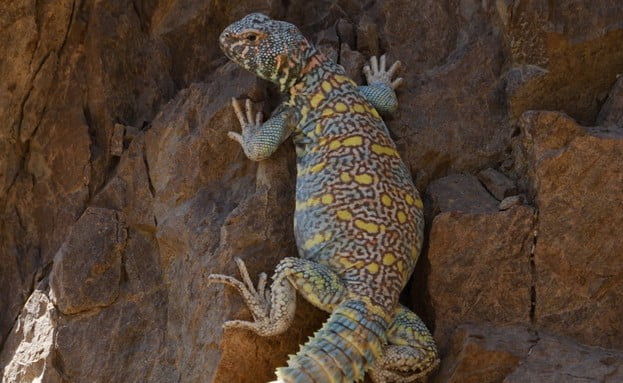 À Eilat dans le sud d'Israël la nature reprend ses droits - vidéo -