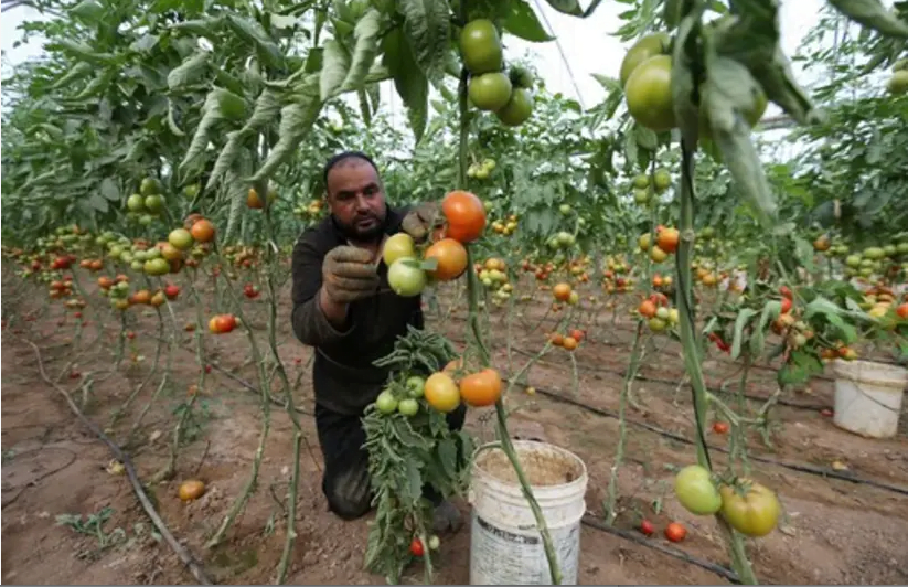 exportation de l'agriculture israélienne vers les EAU