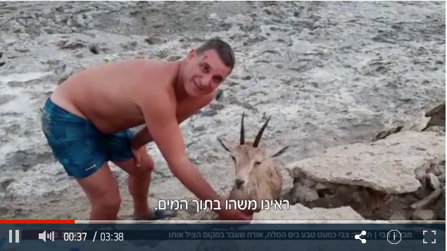 Comment une petite gazelle a été sauvée de la noyade à la mer morte en Israël ? -vidéo-
