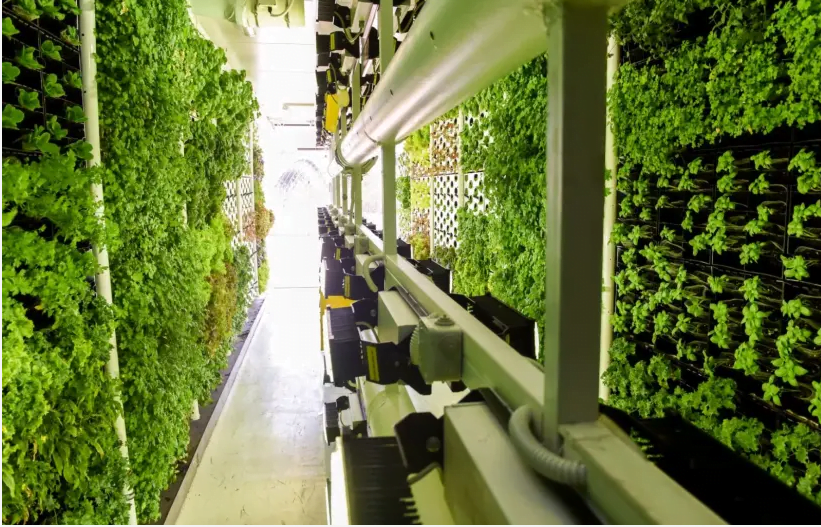 Un champ vertical «Ferme urbaine» utilise la technologie d'éclairage écologique BIOLED pour cultiver des produits pour un supermarché Rami Levy à Bnei Brak. (crédit photo: CHAMP VERTICAL)