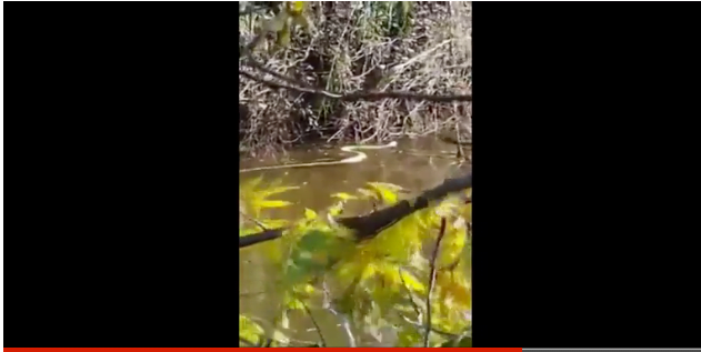 Un python de quatre mètres s'est échappé avant le 3eme confinement en Israël -vidéo-