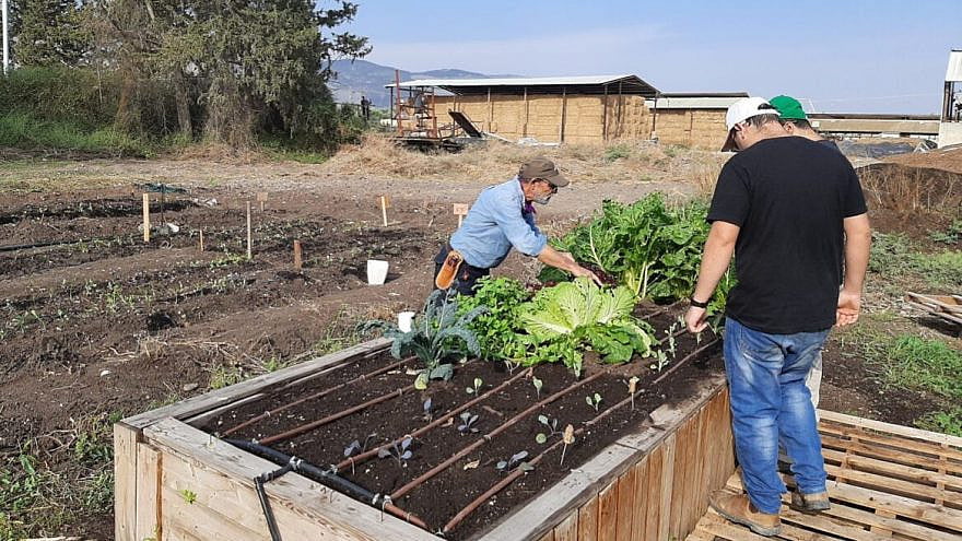 Ces personnes handicapées ont trouvé un travail significatif dans un Kibboutz en Israël