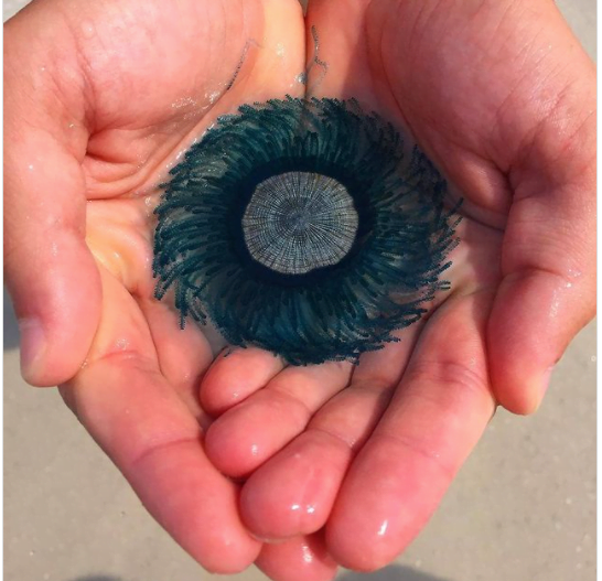 Bouton bleu la méduse qui inonde les côtes d'Israël