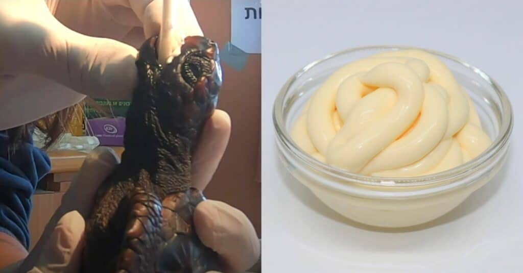 En Israël les tortues victimes de la marée noire sauvées avec de la mayonnaise