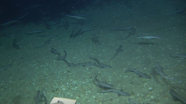 Énorme foyer de requins découvert au large de Tel Aviv en Israël