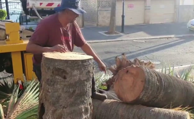La municipalité de Tibériade coupe des arbres suite à l'accident sur la promenade