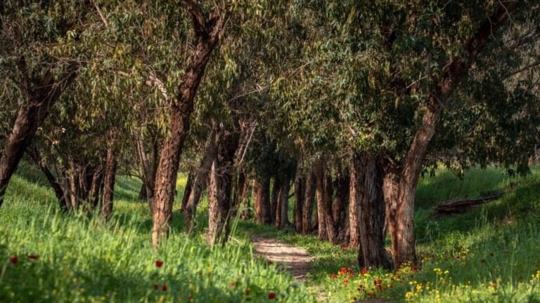 Pourquoi 30% d'espèces d'arbres sont en danger d'extinction et pas en Israël ?