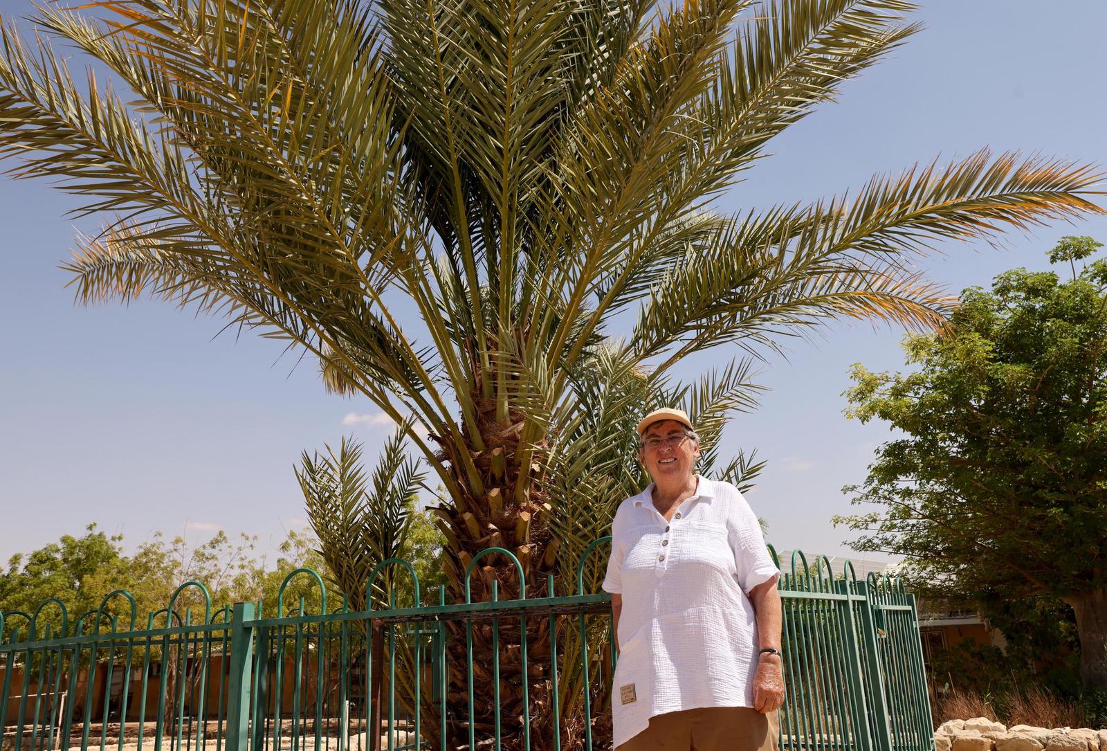 Comment des dattiers vieux de 2000 ans renaissent en Israël