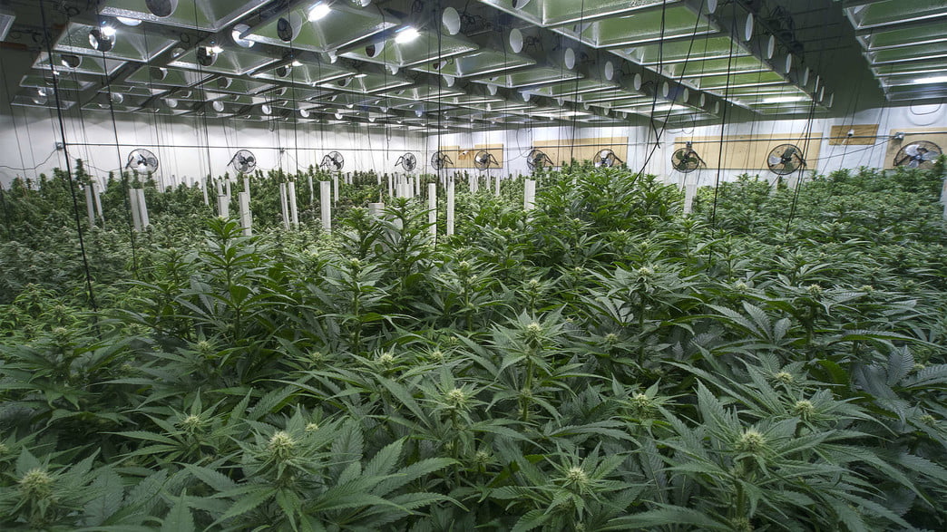 Israël serait en train de rater le train pour la légalisation du cannabis