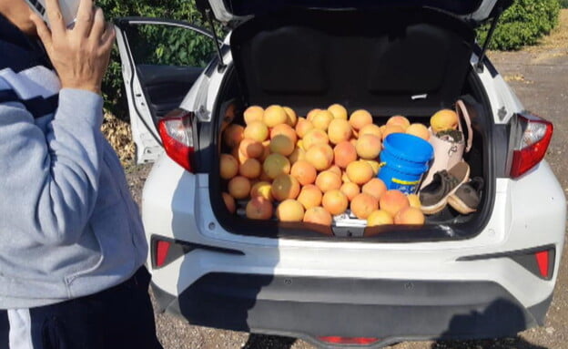 La criminalité agricole n'est pas sanctionnée en Israël