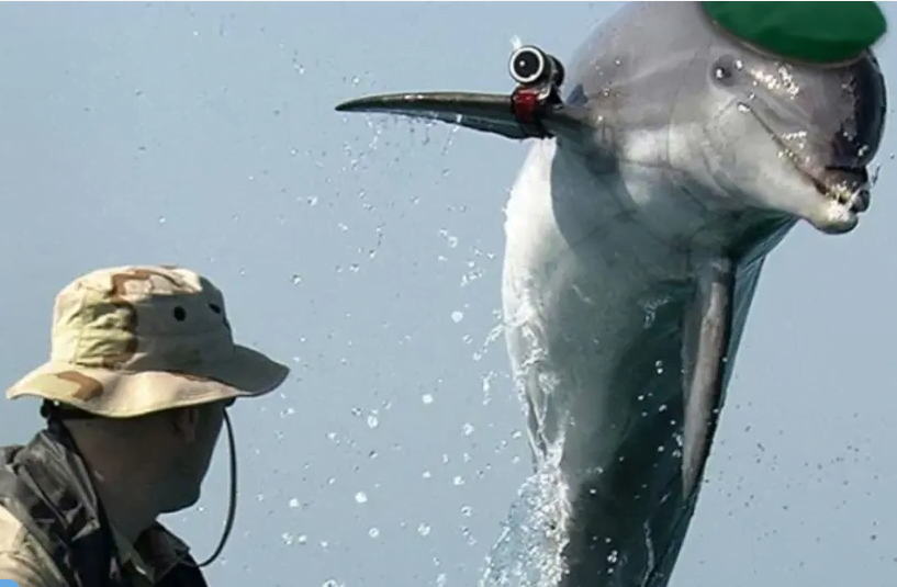 Les dauphins nouvelles recrues de Tsahal selon le Hamas